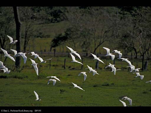 Cattle egrets flying