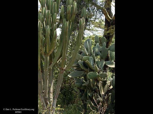 Convergence: Cactus and Euphorbia, Tanzania