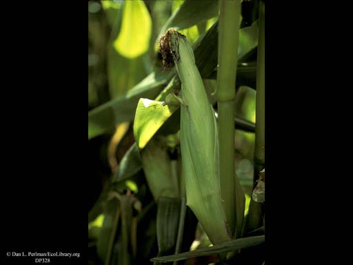Corn or maize, <i>Zea mays</i>, developing cob