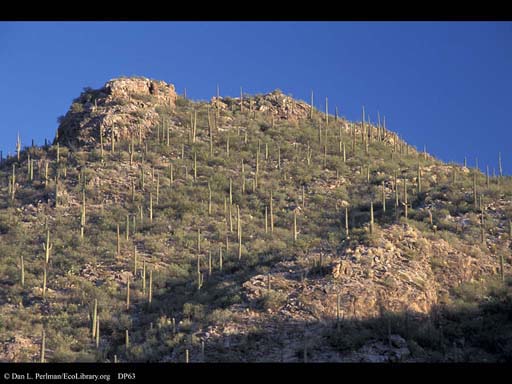 Desert hillside with saguaro cactus, Arizona