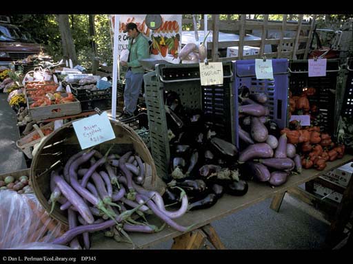 Eggplant varieties, <i>Solanum melongena</i>