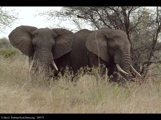 Pair of male elephants touching, Tanzania