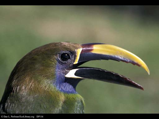 Emerald Toucanet, little cousin of toucans, Costa Rica