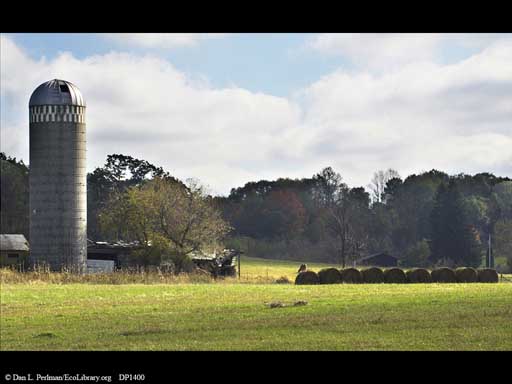 Energy flow on a farm: sun, grass, cows