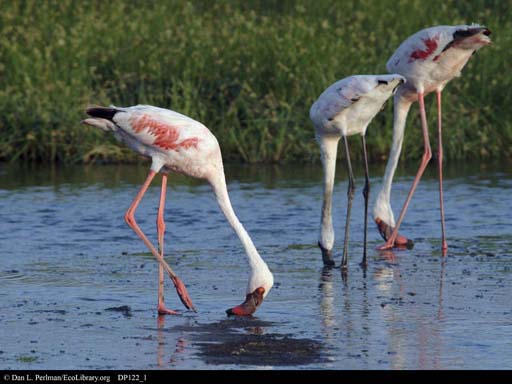 Flamingos feeding near Lake Natron, Tanzania