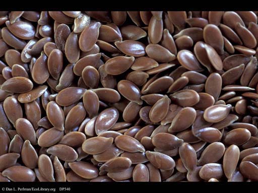 Flax seeds, <i>Linum usitatissimum</i>