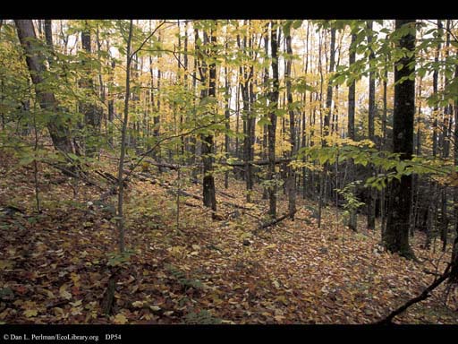 Comparison of second growth and old growth forest, Vermont