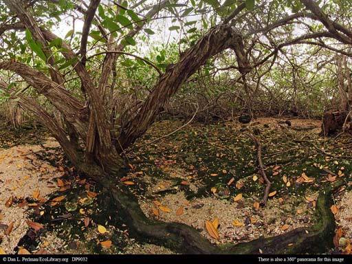 Panorama of Mangrove, Galápagos Islands