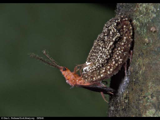 Giant scale insects mating, Costa Rica