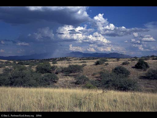 Grassland with rain, Arizona