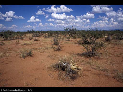 Desert, high desert scrub, southeast Arizona