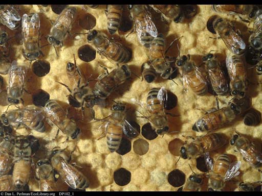 Honeybee nest showing brood cells