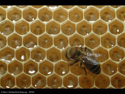 Honeybee nest showing honey cells