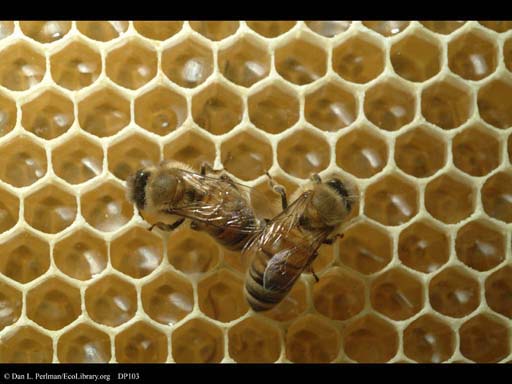 Honeybee nest showing honey cells
