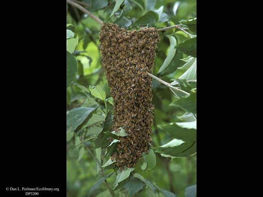Honeybee swarm, Massachusetts, USA