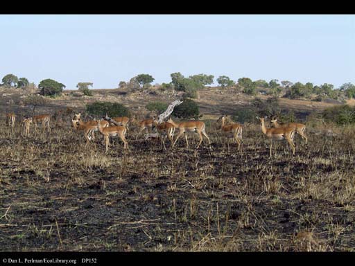Impala herd on edge of burned grassland, Tanzania