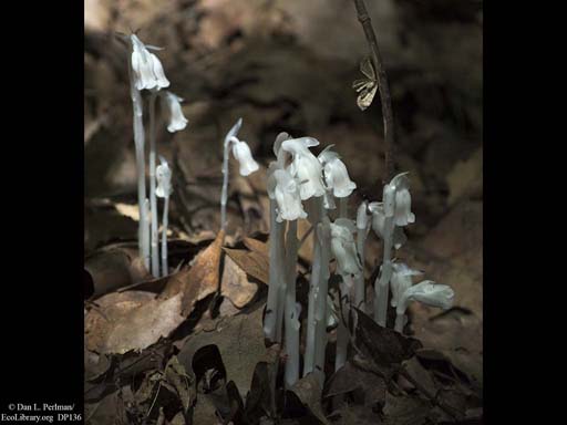 Indian Pipe, a parasite on other plants, Massachusetts