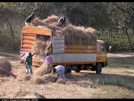 Loading hay onto a truck, Tanzania