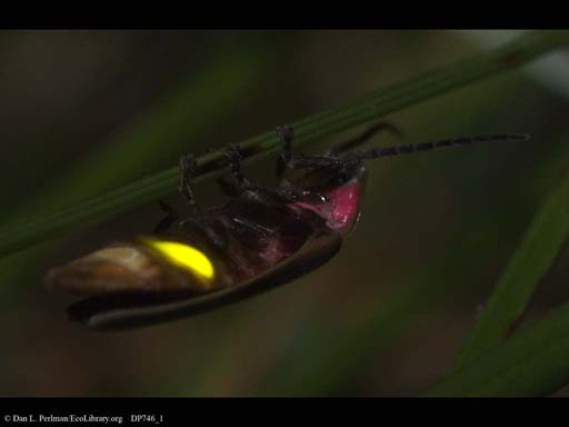 Luminescence: adult Firefly, Massachusetts, USA