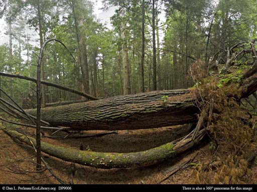 Panorama of Large tree fall in Massachusetts forest