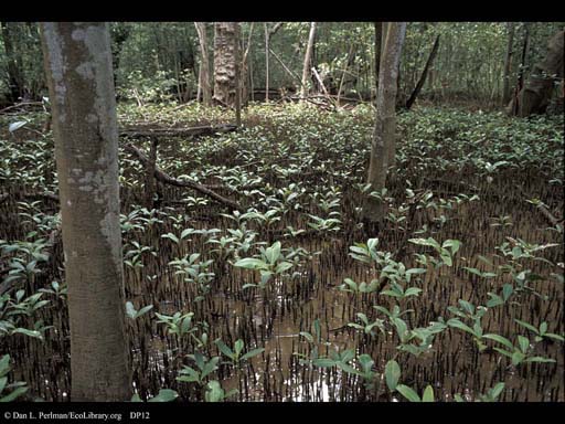 Black Mangroves, <i>Avicennia</i>, Costa Rica