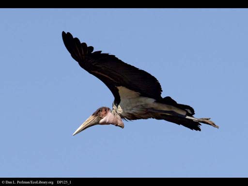 Marabou stork in flight, Tanzania
