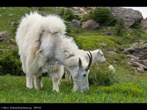Molting mountain goat, Glacier NP