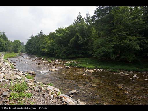 Neversink River, part of NY City's water supply