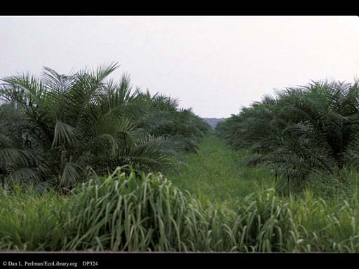 Oil palm trees, <i>Elaeis guineensis</i>