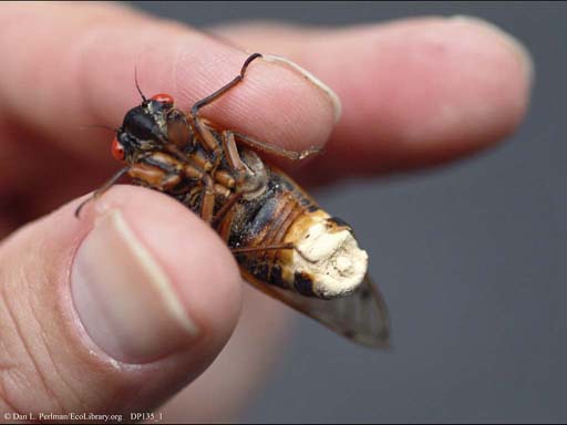 Seventeen-year cicada infected with fungus, Maryland