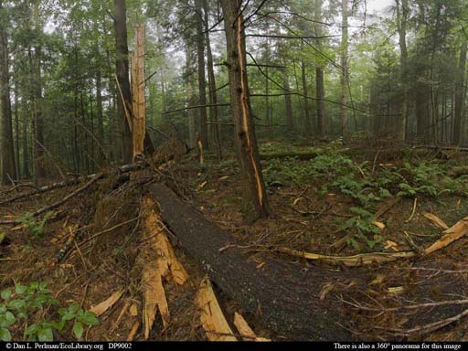 Panorama of Massachusetts pine tree exploded by lightning