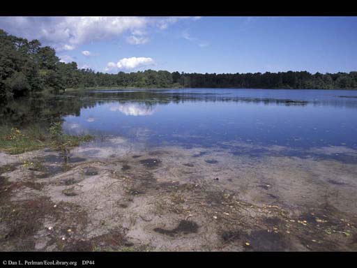Coastal plain pond, Cape Cod, Massachusetts