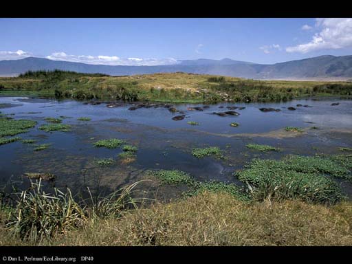 Pool with hippos, Ngorongoro Crater, Tanzania
