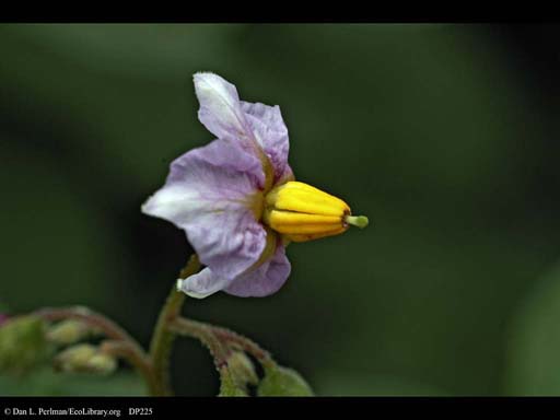Potato <i>Solanum tuberosum</i> flower (close-up)