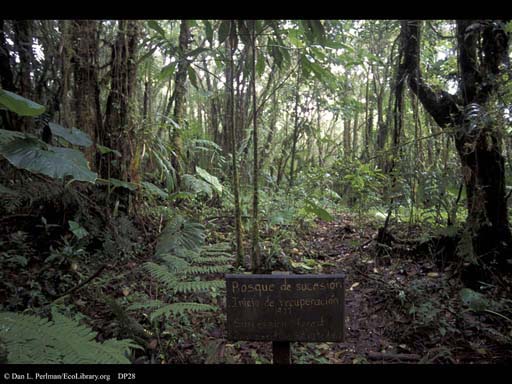 Tropical rainforest, 18 year old second growth, Costa Rica