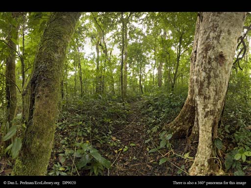 Panorama of Rainforest trees with and without epiphytes