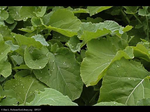Rutabaga or swede, <i>Brassica napus</i>