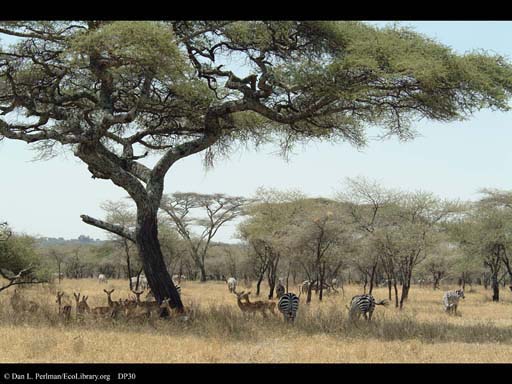 Savanna with Zebras and Impalas, Tanzania