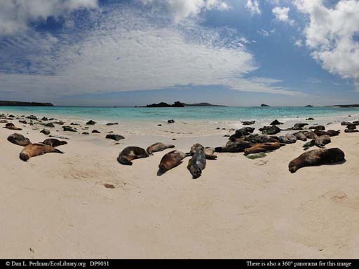 Panorama of sea lions on beach, Galápagos Islands