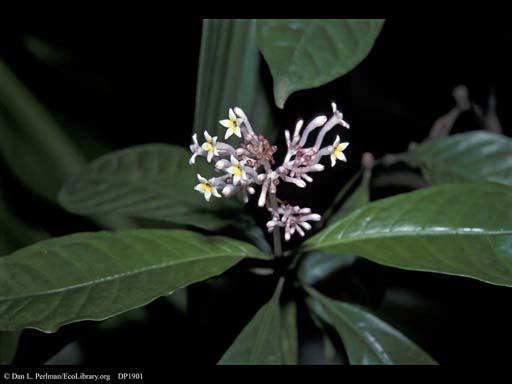 Snakeroot, sedative and hypertension fighter, India