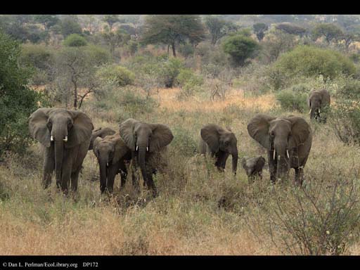 Family of elephants with adolescent male, Tanzania