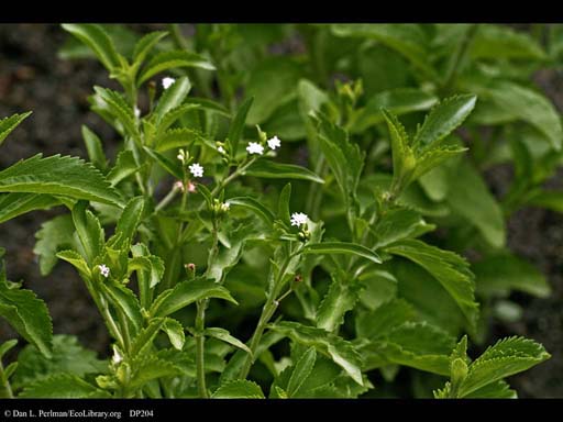 <i>Stevia rebaudiana</i>