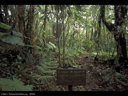 Succession in 18 year old rainforest, Costa Rica