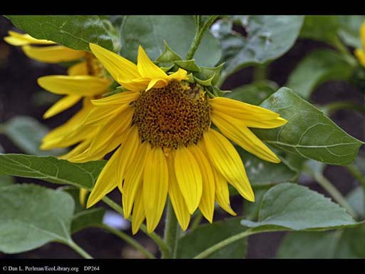 Sunflower, <i>Helianthus annuus</i>
