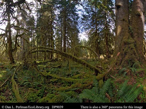Panorama of Temperate rainforest Olympic Peninsula Washington