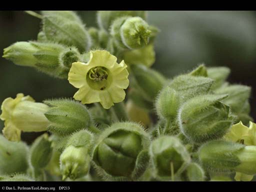 Flower of tobacco, <i>Nicotiana tabacum</i>