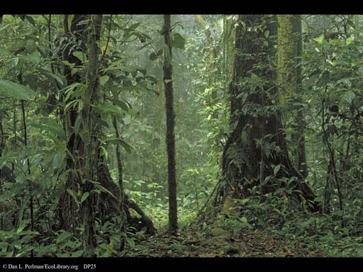Tropical Rainforest, Costa Rica