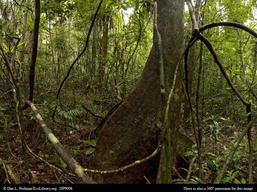 Panorama of Old-growth tropical rainforest