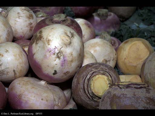 Turnip, <i>Brassica rapa</i>