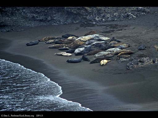 Color variation in harbor seals, California